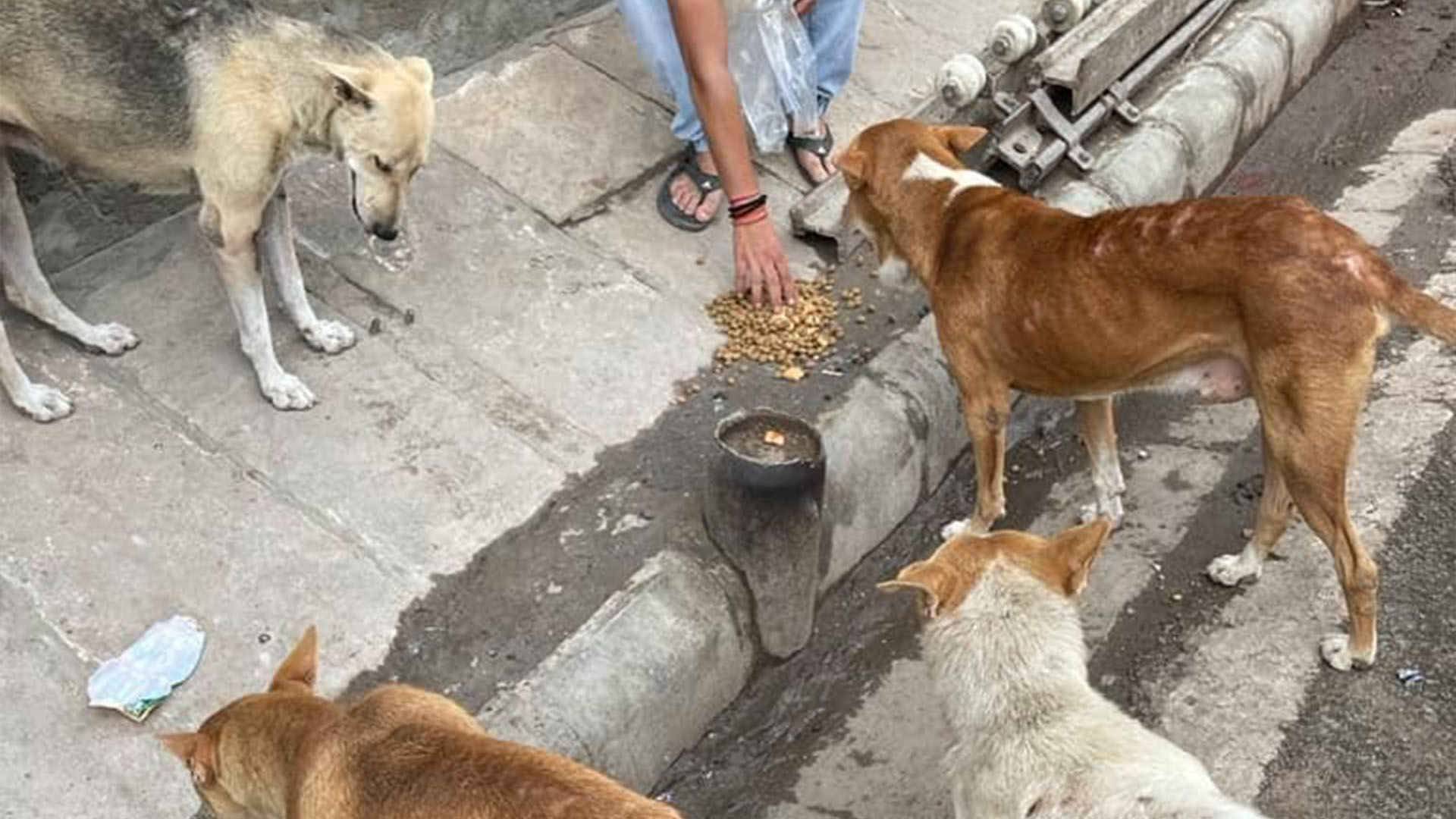 Astha Loving Kindness And Compassion Foundation Varanasi astha-loving-kindness-and-compassion-foundation-varanasi